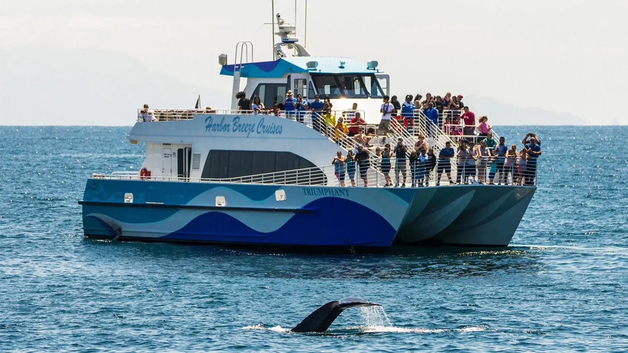 Passenger catamaran with guests at the rail watching a whale’s tail