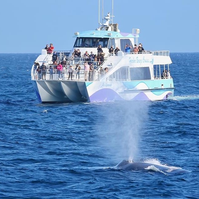 Whale-watching catamaran with passengers at the rail and a whale’s spout in front